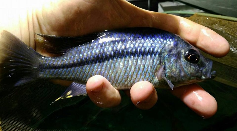 'Hemitaeniochromis' sp. 'spilopterus kande' Kande Island